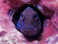 Conversation with a Blenny - Moyo Island, Indonesia (Cano... by Marco Waagmeester 